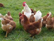 Hens at Castlefarm